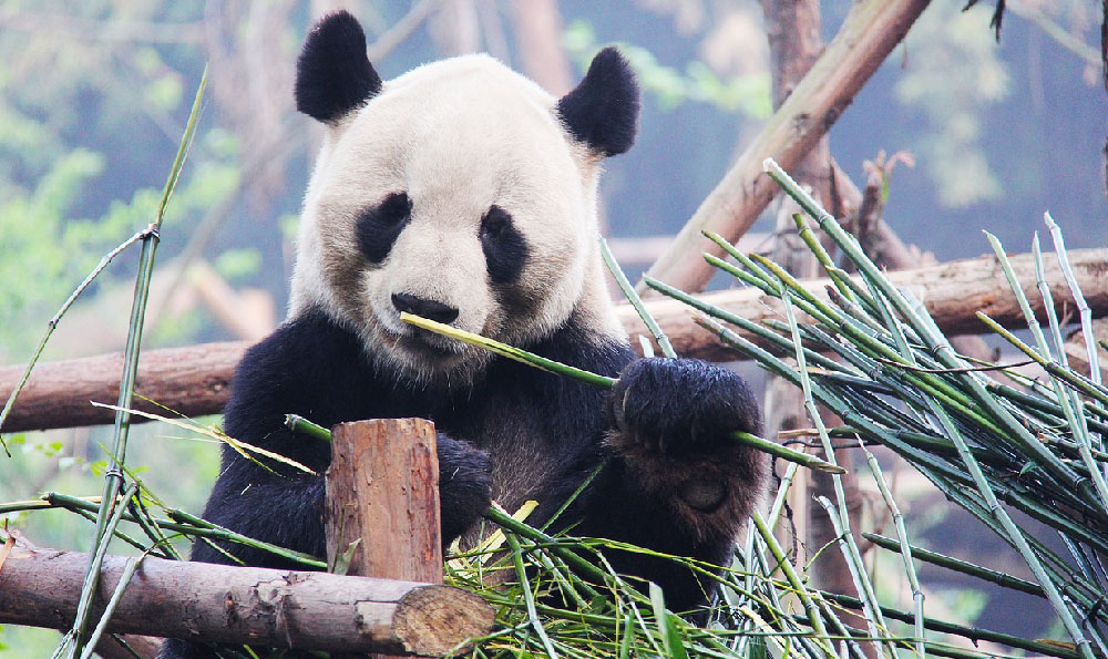 # 全球第一大瀑布