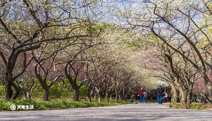 固原市春季赏花去哪里