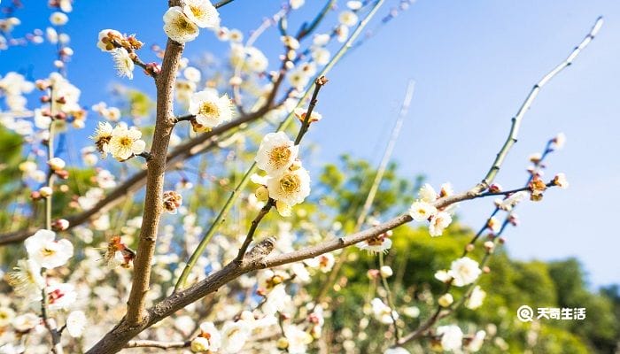 秦皇岛春季赏花去哪里