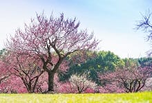 白银市春季赏花去哪里 推荐白银赏花旅游景点