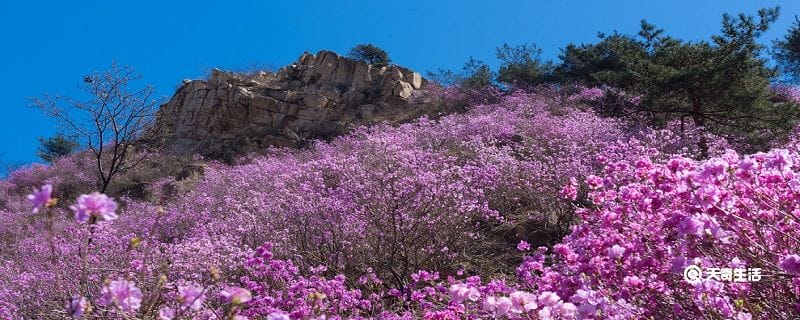 榆林市春季赏花去哪里