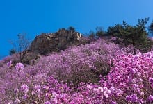 郴州市春季赏花去哪里 推荐郴州春季赏花好去处