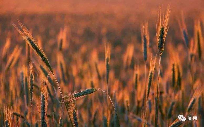 小麦、大麦等乔本科作物的“芒”能减少鸟类啄食，对吗