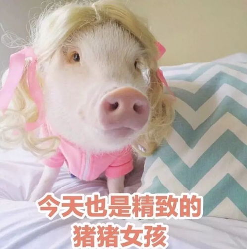 猪猪女孩什么意思-猪猪女孩热卤是什么意思