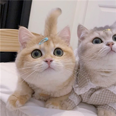 2021最新版猫咪情侣头像一对两张可爱一生太长了总要有个人作伴