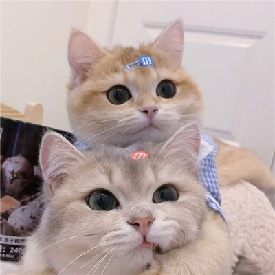 2021最新版猫咪情侣头像一对两张可爱一生太长了总要有个人作伴