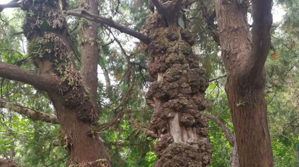 蚂蚁庄园：有些树木身上长有疙疙瘩瘩的树瘤这其实是