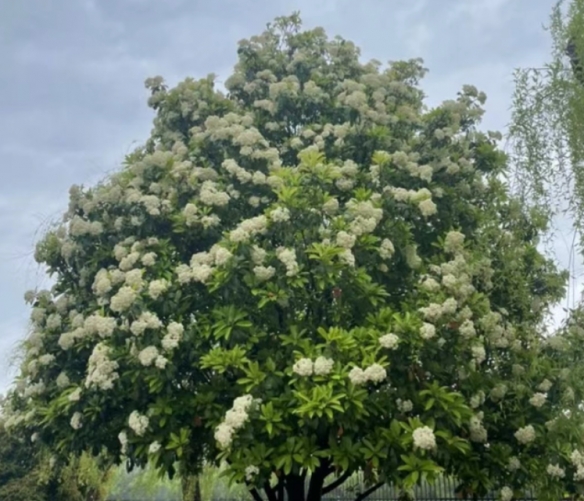 石楠花又腥又臭为何还大面积种石楠花有什么用