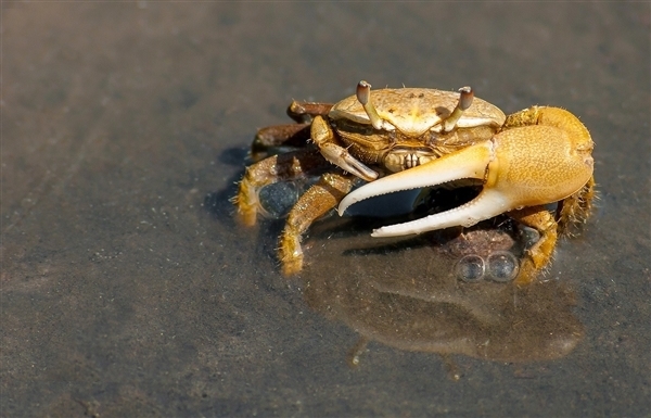 今年你买的阳澄湖大闸蟹可能是假的蟹还没长大呢