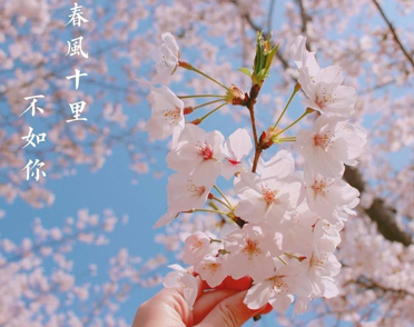 2022春季赏樱花的唯美句子樱花盛开的好听语录