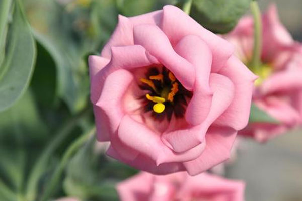 吉梗花不同颜色的花语，不同颜色的吉梗花有什么象征