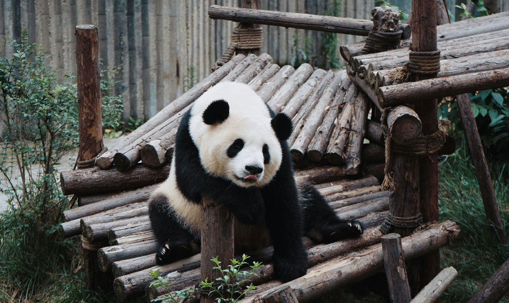 云南丽江旅游（云南丽江旅游路线）