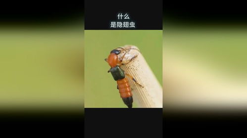 黄鳝进洞时头部先入洞还是尾部先入洞