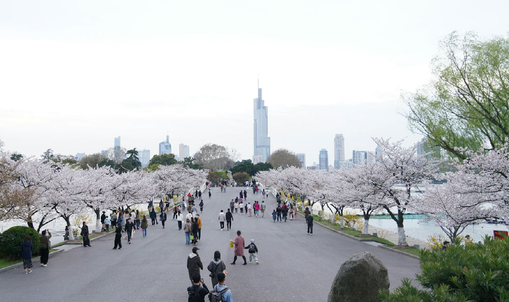 韶关樱花峪（韶关樱花峪门票价格表2023）