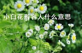 小白花背后的真正含义