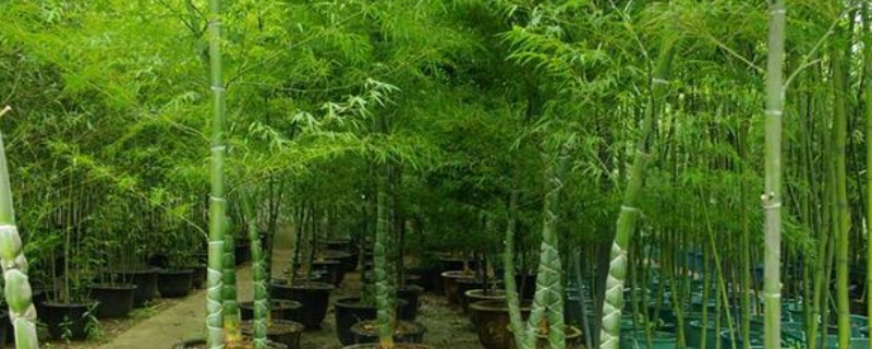枝叶茂密的高大竹子品种