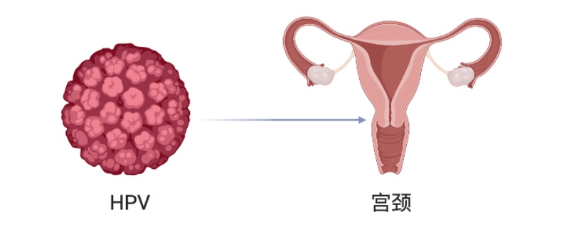 hpv1型的危害