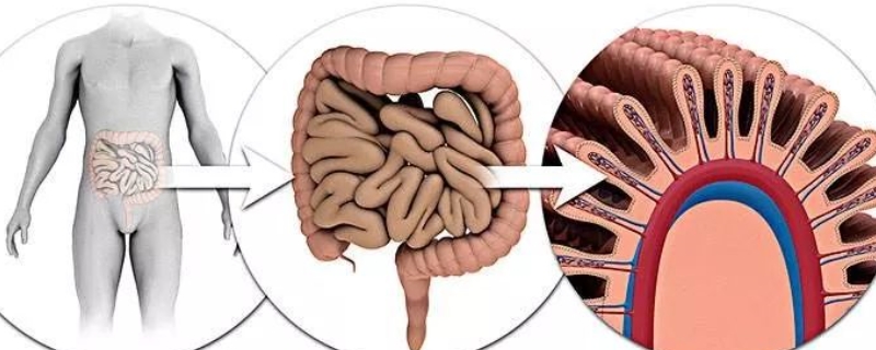 简述小肠管壁的层次结构