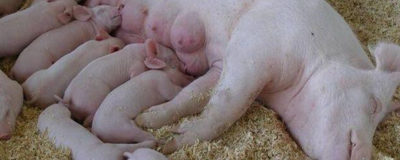 胎盘啥时候喂母猪好