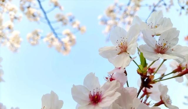 上海哪里看樱花好看（上海市八大免费赏樱地分享）