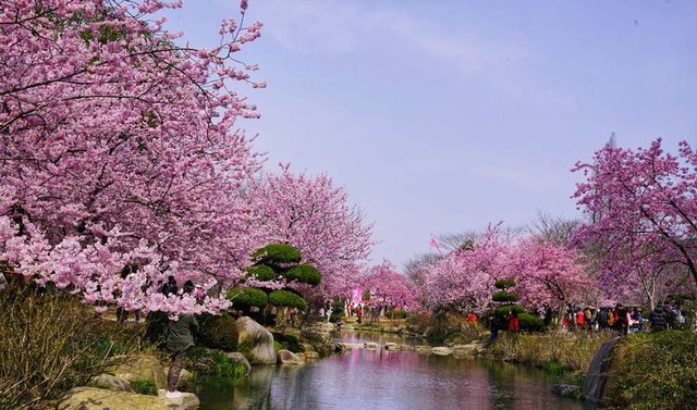 太湖鼋头渚风景区旅游攻略分享（无锡鼋头渚好玩吗）