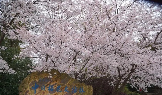 太湖鼋头渚风景区旅游攻略分享（无锡鼋头渚好玩吗）