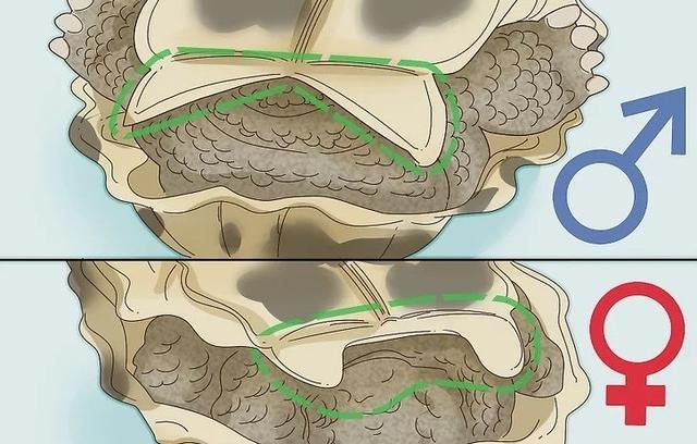 乌龟怎么分公母的（如何辨别一只乌龟是雄性还是雌性）