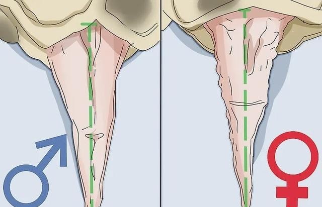 乌龟怎么分公母的（如何辨别一只乌龟是雄性还是雌性）