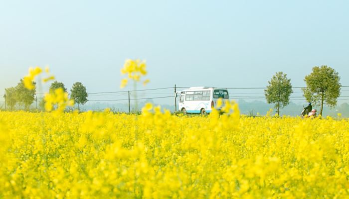 油菜花是哪个季节 油菜花的品种有哪些