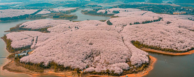 2023樱花节是几月几日 樱花何时开花