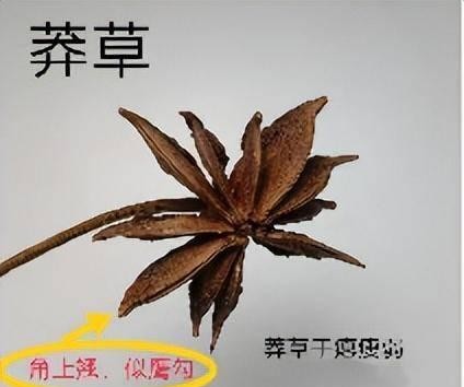 八角茴香的功效与作用介绍（八角茴香有什么药用价值）