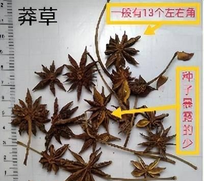 八角茴香的功效与作用介绍（八角茴香有什么药用价值）