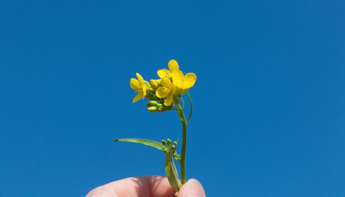 云南罗平油菜花几月份开花 油菜花观赏拍照地点推荐