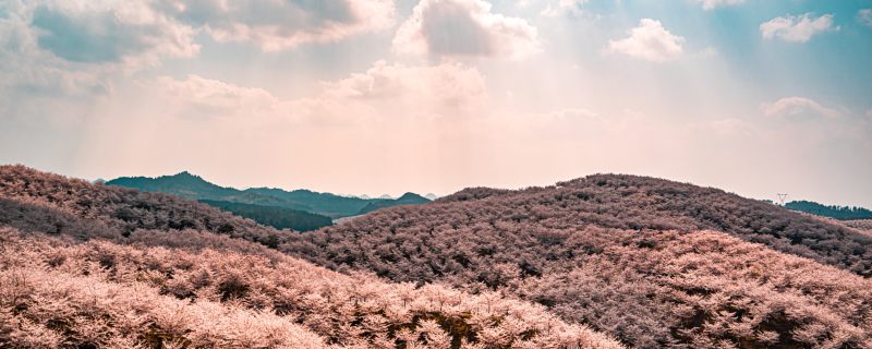 樱花节在哪个城市 各个城市樱花节的特点