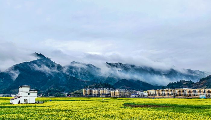 丹东油菜花几月份开花 丹东油菜花风景区在哪里