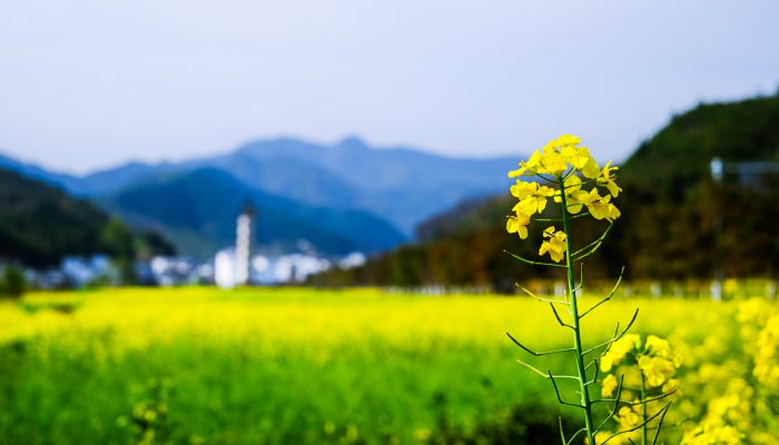 大理的油菜花田是几月份 大理观赏油菜花的地方