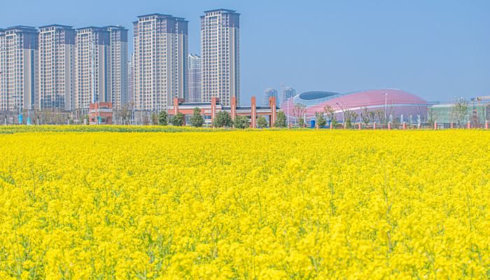 油菜花是哪个季节 油菜花的品种有哪些