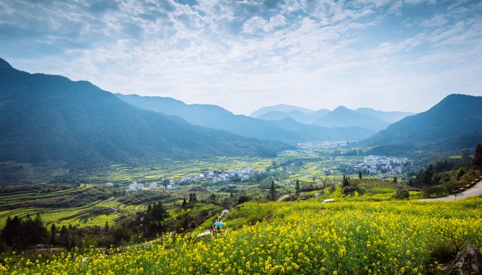 云贵高原看油菜花什么月份 描写油菜花的经典句子