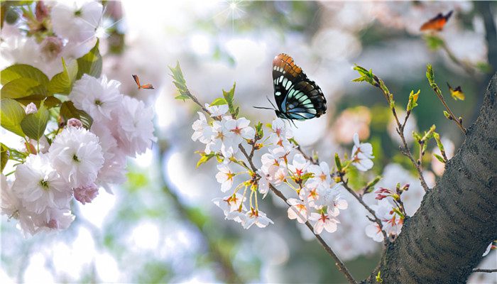 2023樱花节是几月几日 樱花何时开花