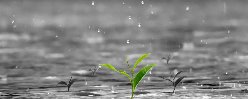 雨水是春季的节气吗 雨水节气的定义什么
