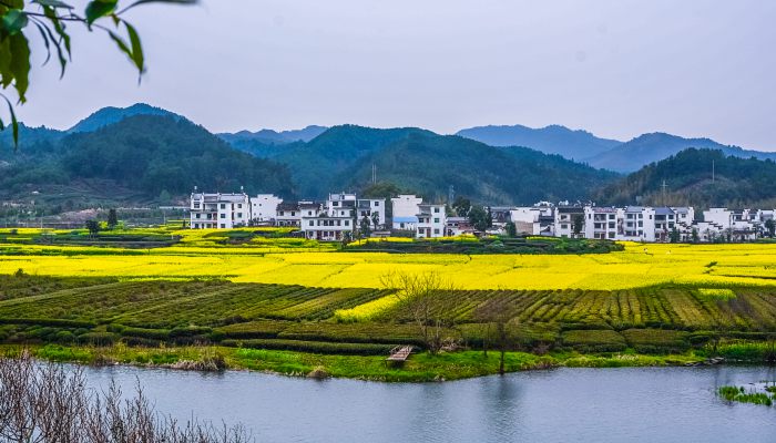 婺源油菜花最佳观赏时间 婺源看油菜花交通路线