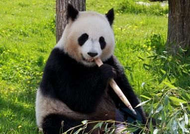 日本游客排队告别大熊猫香香 参观名额被争抢一空