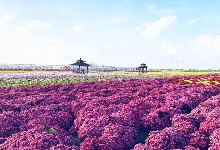 盐城看海最好的地方有吗 江苏盐城推荐九个旅游景点