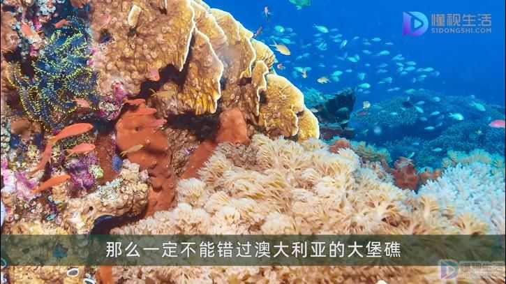 世界上最大的珊瑚礁