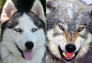 狼和狗 有什么区别哪里不同