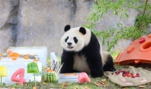 ​医院有位患者叫熊猫是真熊猫 患了什么病？