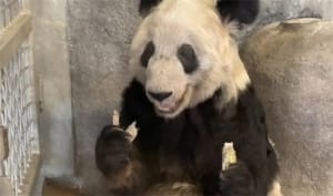 ​大熊猫在法律上都属于中国 丫丫何时能回国？