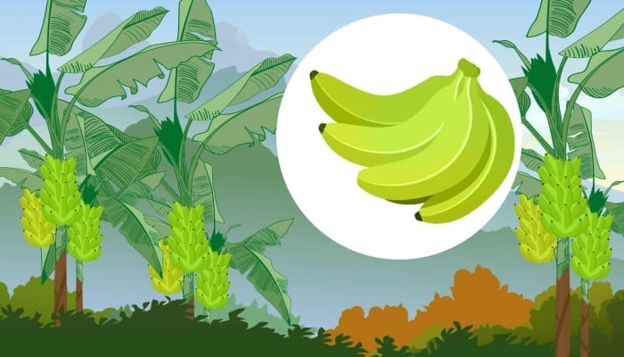 把日常食用香蕉种在土里能长出香蕉树吗 日常吃的香蕉直接种土里能不能长出苗