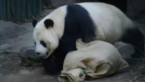 为什么大熊猫近期扎堆回国？