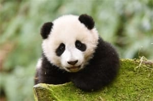 大熊猫为什么必须回国 不能继续留在国外